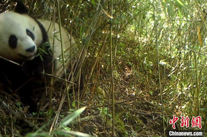 四川宝兴：野生大熊猫外出觅食被抓拍