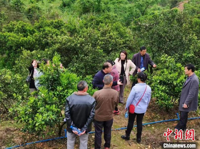 祁阳市农业农村局总农艺师曾粹林为果农指导病虫害防治。　祁阳市委宣传部供图