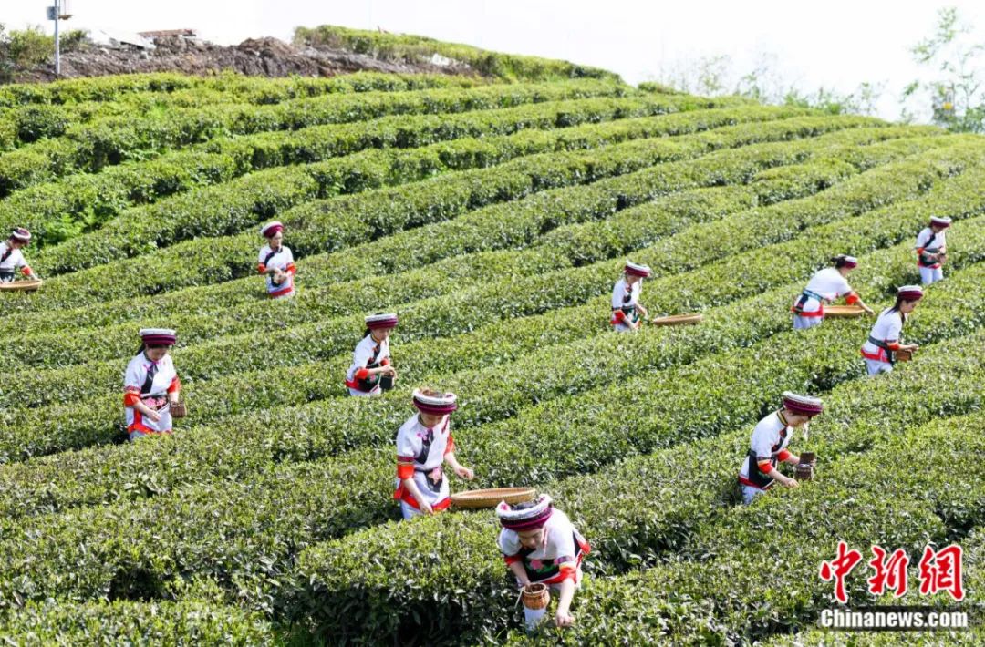 湖南张家界桑植县的白族村民在云上茶园桑植白茶银杏塔基地采摘白茶。<a target='_blank'  data-cke-saved-href='/' href='/'>中新社</a>记者 杨华峰 摄