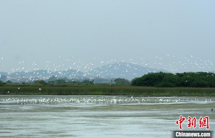 广东海丰国际重要湿地 广东省林业局 供图