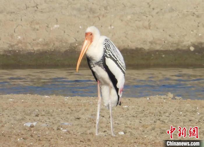 广东海丰国际重要湿地首次发现国家一级保护鸟类彩鹳