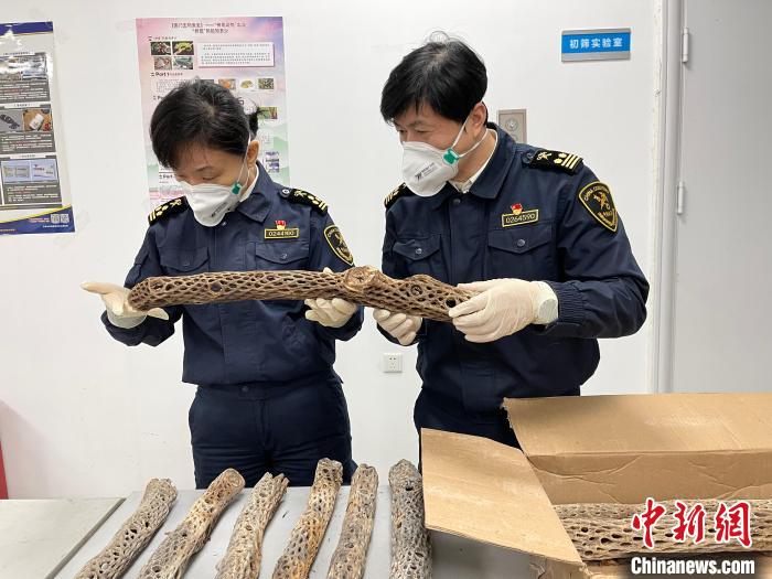 天津邮局海关日前查获一批濒危仙人掌科植物制品 天津海关供图