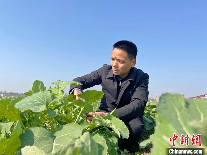 高级农技师童中全在油菜田查看生长情况。　宋梅 摄