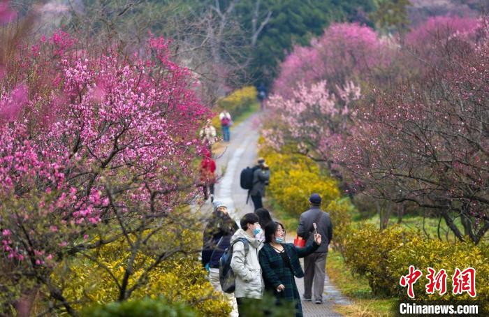 南京开春首场盛大花事：以梅为“媒”引海内外赏花客深度游