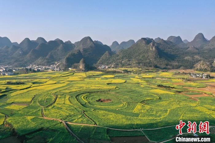 图为贵州兴义万峰林景区的油菜花田。　乔啟明 摄