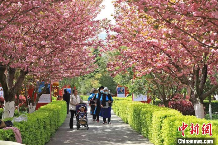 市民在樱花海中穿梭，享受惬意的春日好时光。　何清海 摄