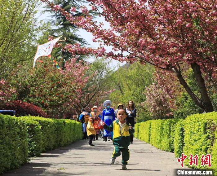 市民在樱花海中穿梭，享受惬意的春日好时光。　何清海 摄