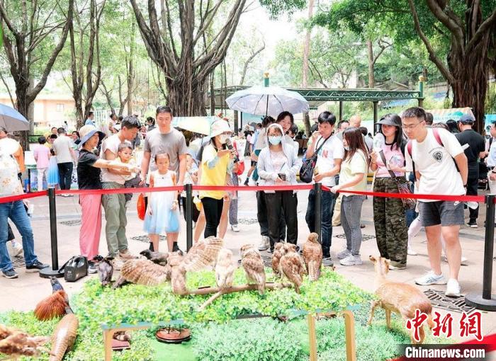 市民观看动物标本