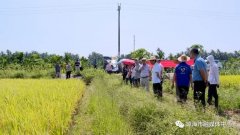 琼海市农技中心推进水稻常规