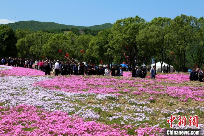 游客观赏芝樱花海。