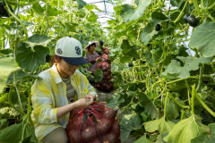 江苏省泰州种植贝贝南瓜已成