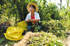 屯昌县万亩花生喜迎丰收 打造