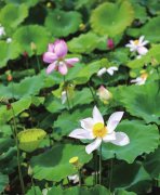 三亚南繁莲花种植示范基地