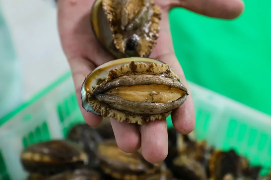 连获3项认证，发布活鲍鱼锁鲜技术战略！揭秘3万家餐企在用的供应链