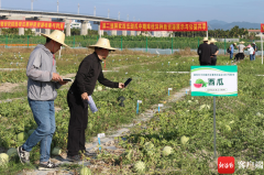 第二届国家西甜瓜中期库优异