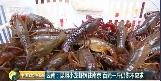 昔日“顶流”美食小龙虾身价暴跌！有老板一天卖12000斤......